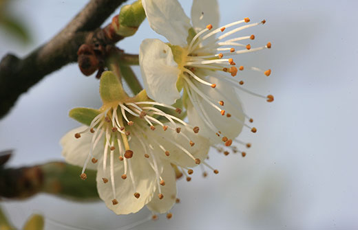 Nahaufnahme Apfelblüten