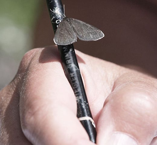 Schmetterling auf einem Stift