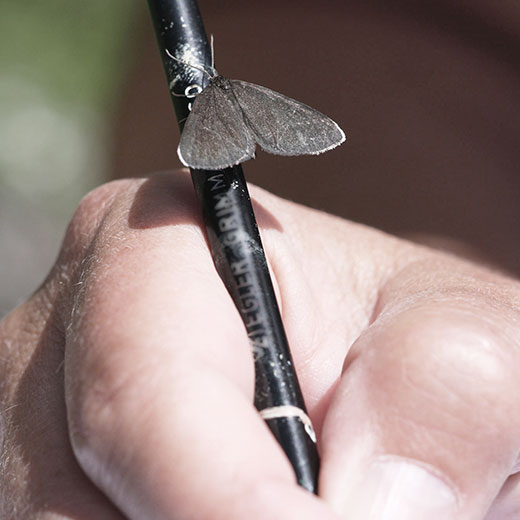 Schmetterling auf einem Stift