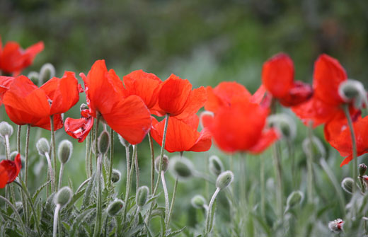 Nahaufnahme Mohnblüten