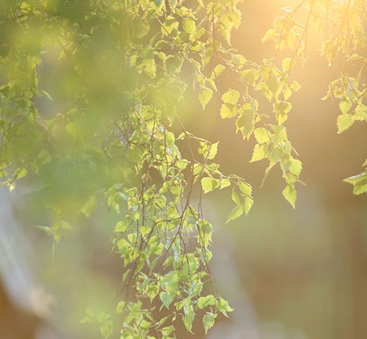 Birkenzweige in der Sonne