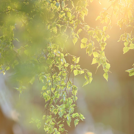 Birkenzweige in der Sonne