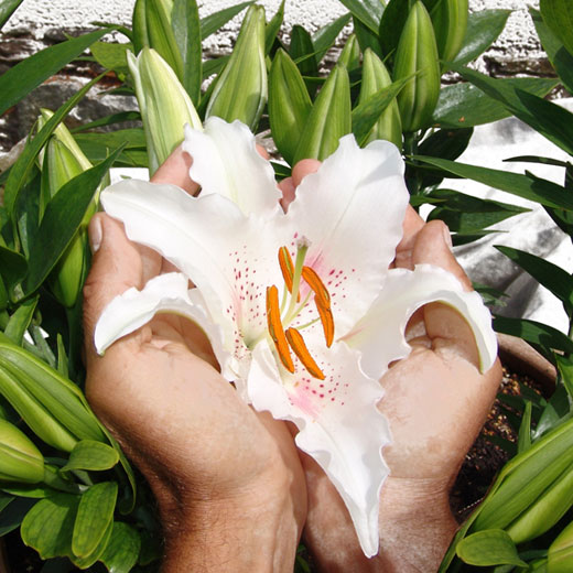 Zwei Hände die eine Lilienblüte halten