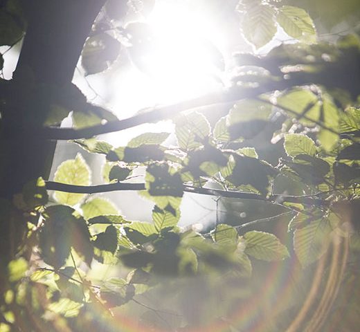 von Sonne beschienene Buchenblätter