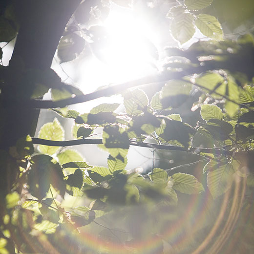 von Sonne beschienene Buchenblätter