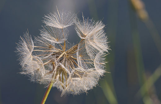 Nahaufnahme einer Pusteblume